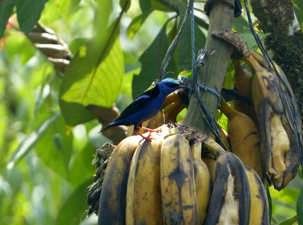 Red-legged Honeycreeper - Eamon Corbett