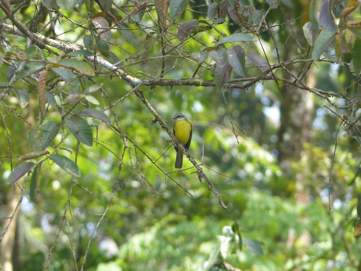 Gray-capped Flycatcher - ML142054801