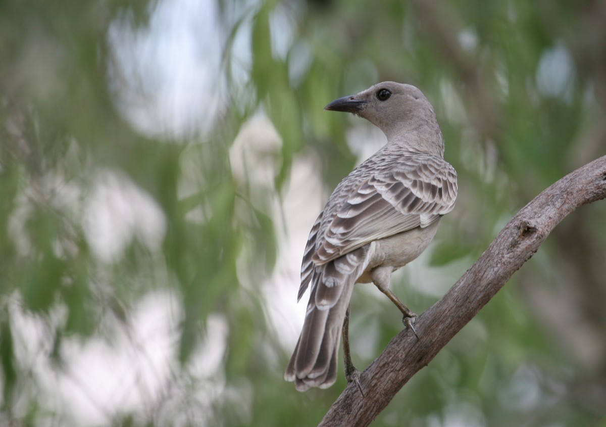 Great Bowerbird - Geoff Dennis