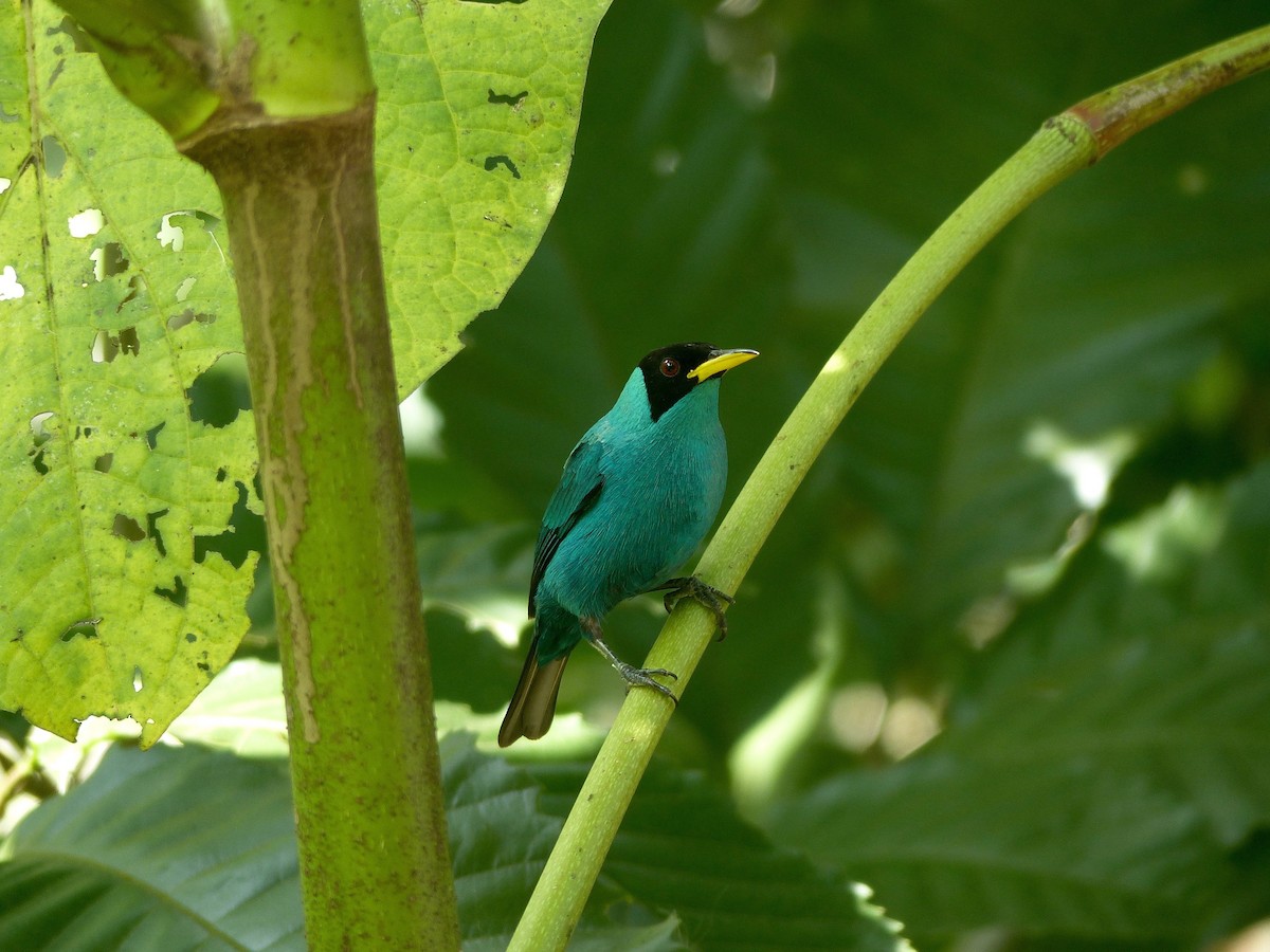 Green Honeycreeper - Eamon Corbett