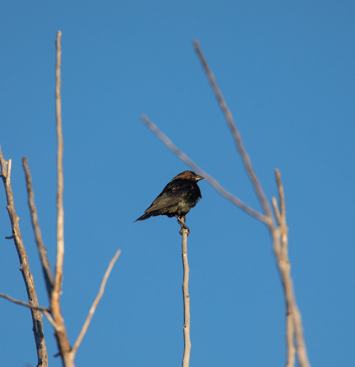 Brown-headed Cowbird - ML142054941