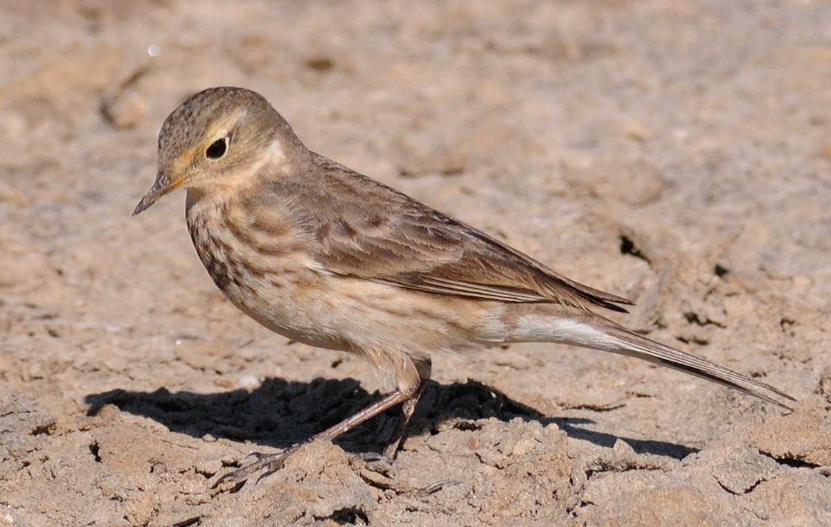 American Pipit - ML142054961