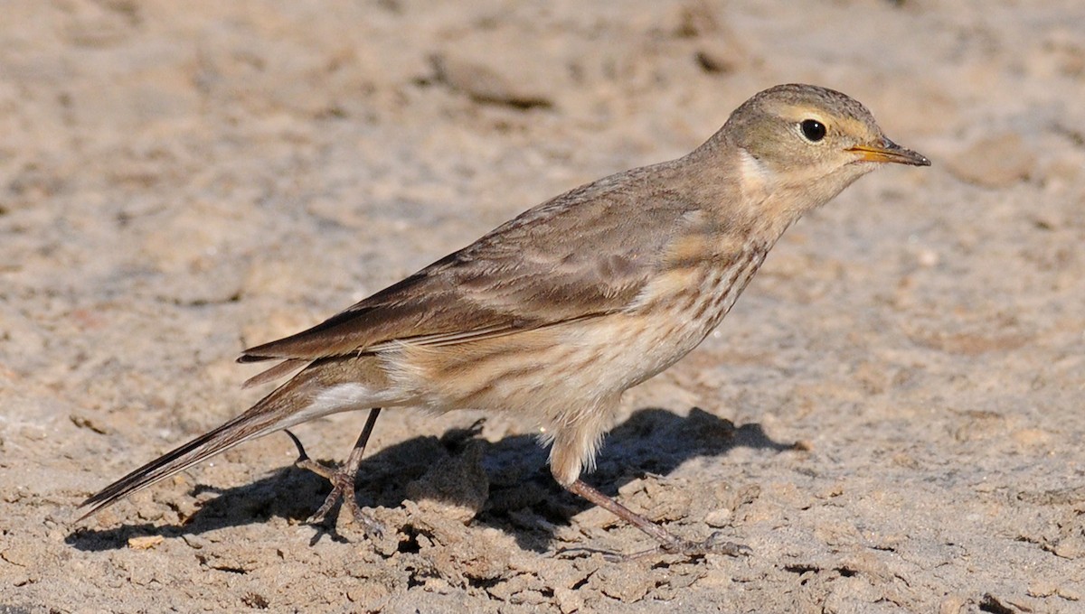 American Pipit - ML142054971