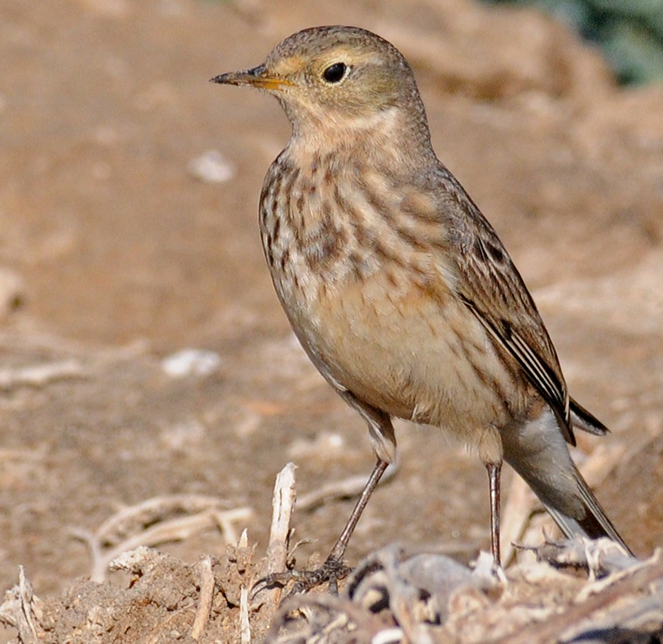 American Pipit - ML142054991