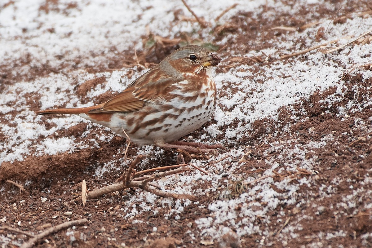 Fox Sparrow (Red) - Bruce Cyganowski