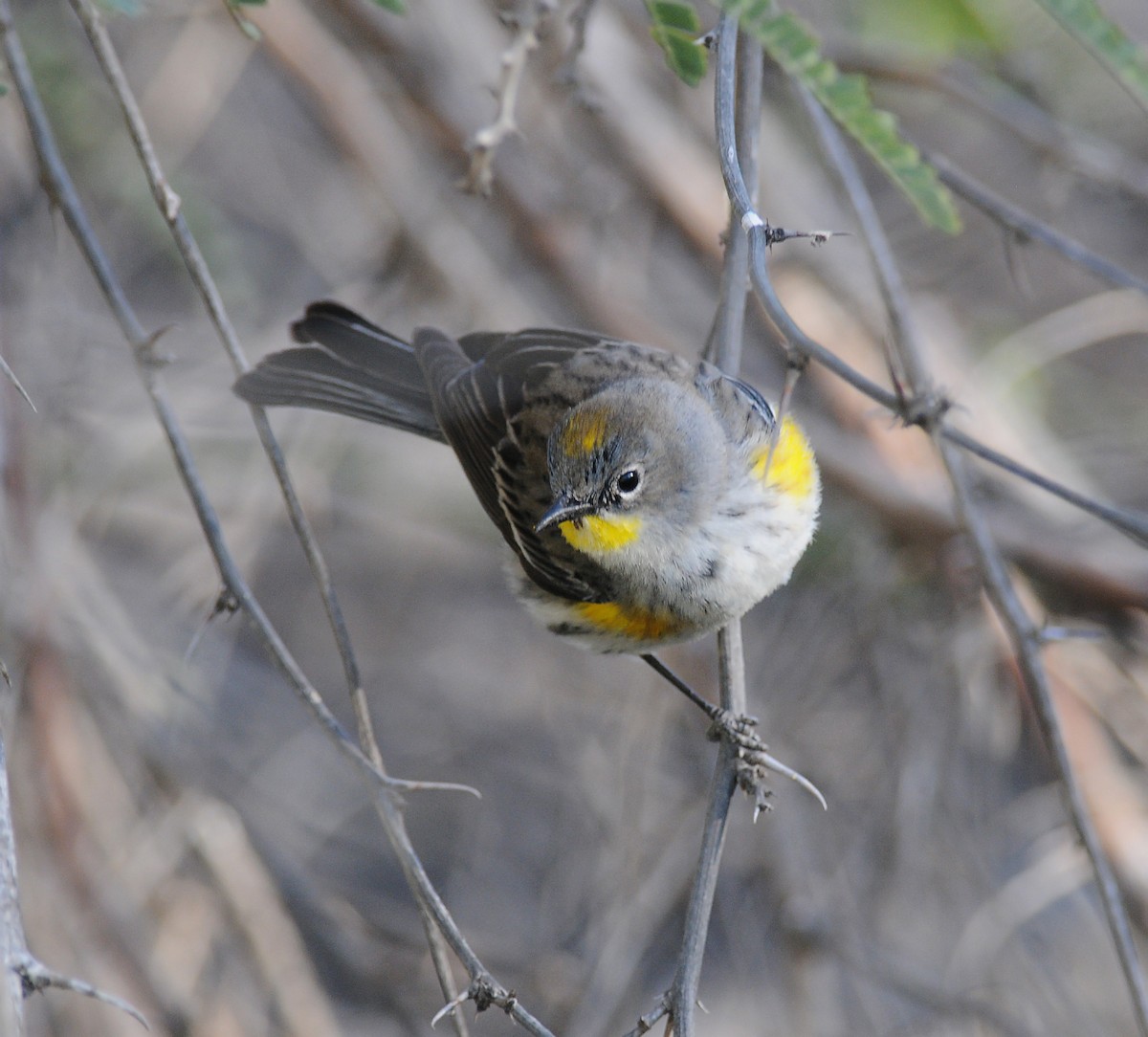 myrteparula (auduboni) (sitronstrupeparula) - ML142055171