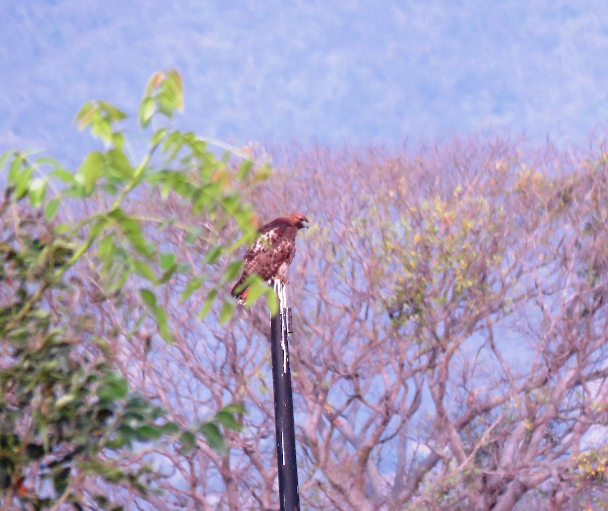 Red-tailed Hawk - ML142055191