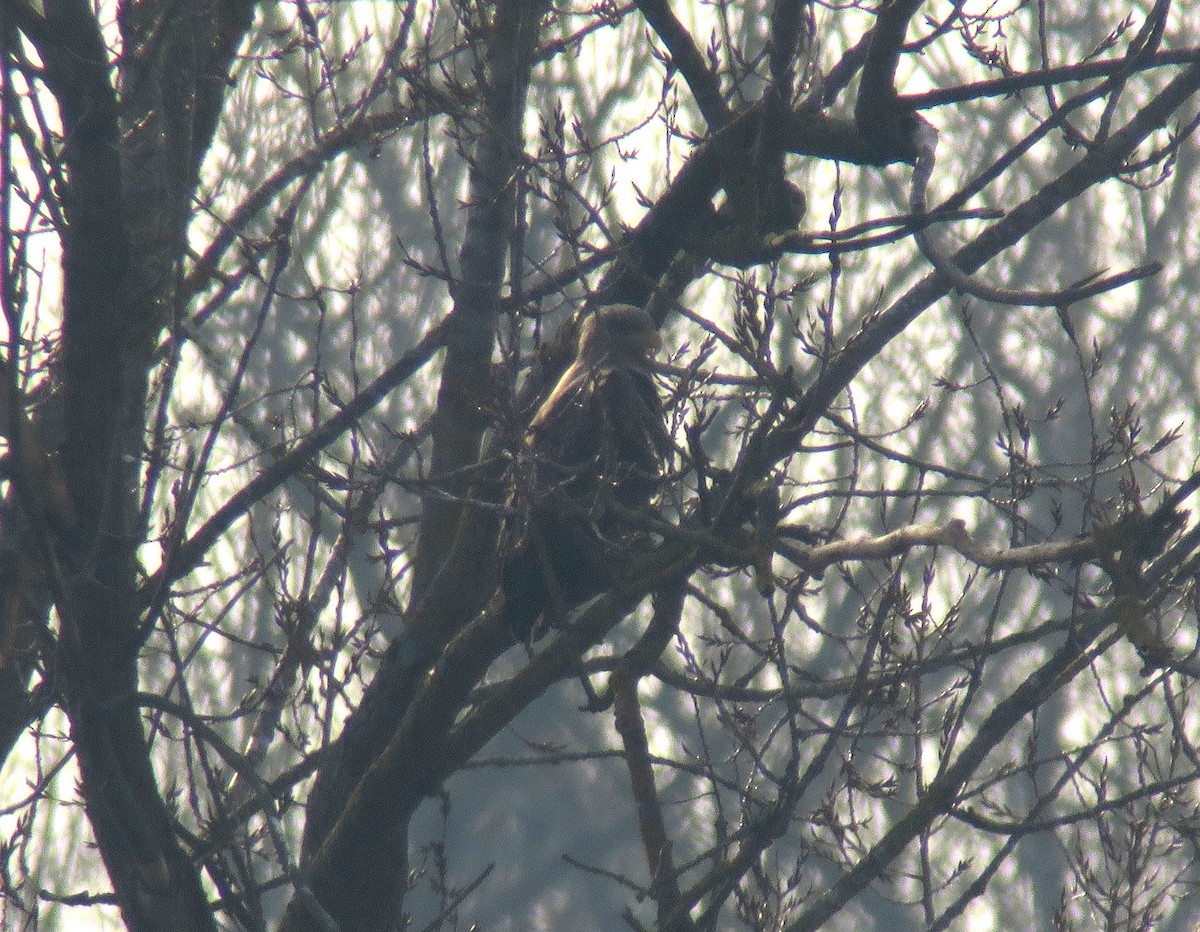 White-tailed Eagle - ML142055261