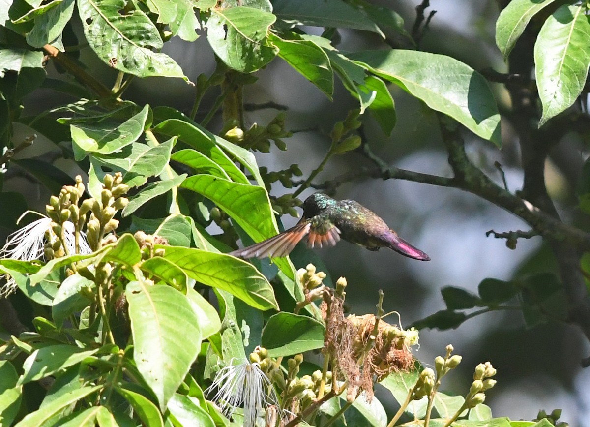 beryllkolibri - ML142055361