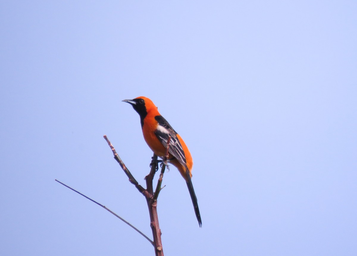 Hooded Oriole - Eduardo Ruvalcaba