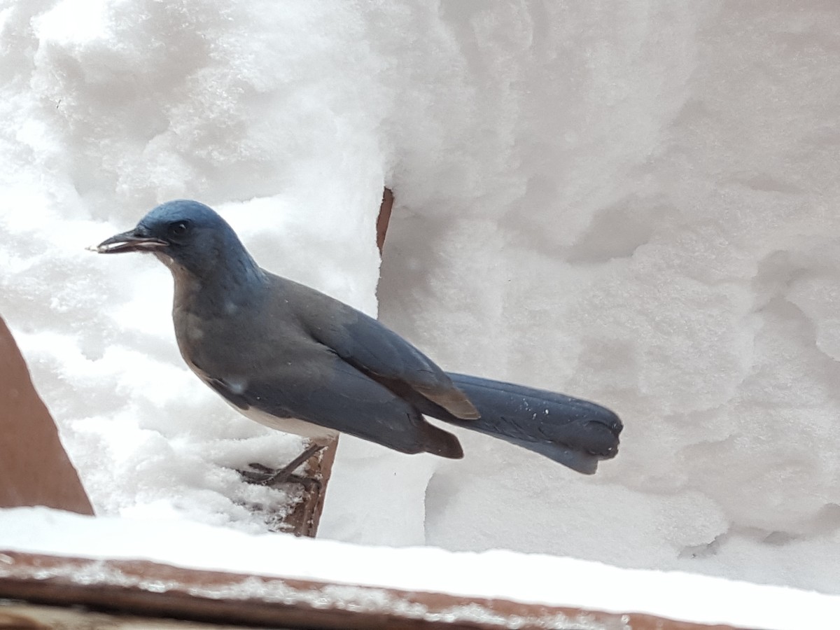 Mexican Jay - ML142055981