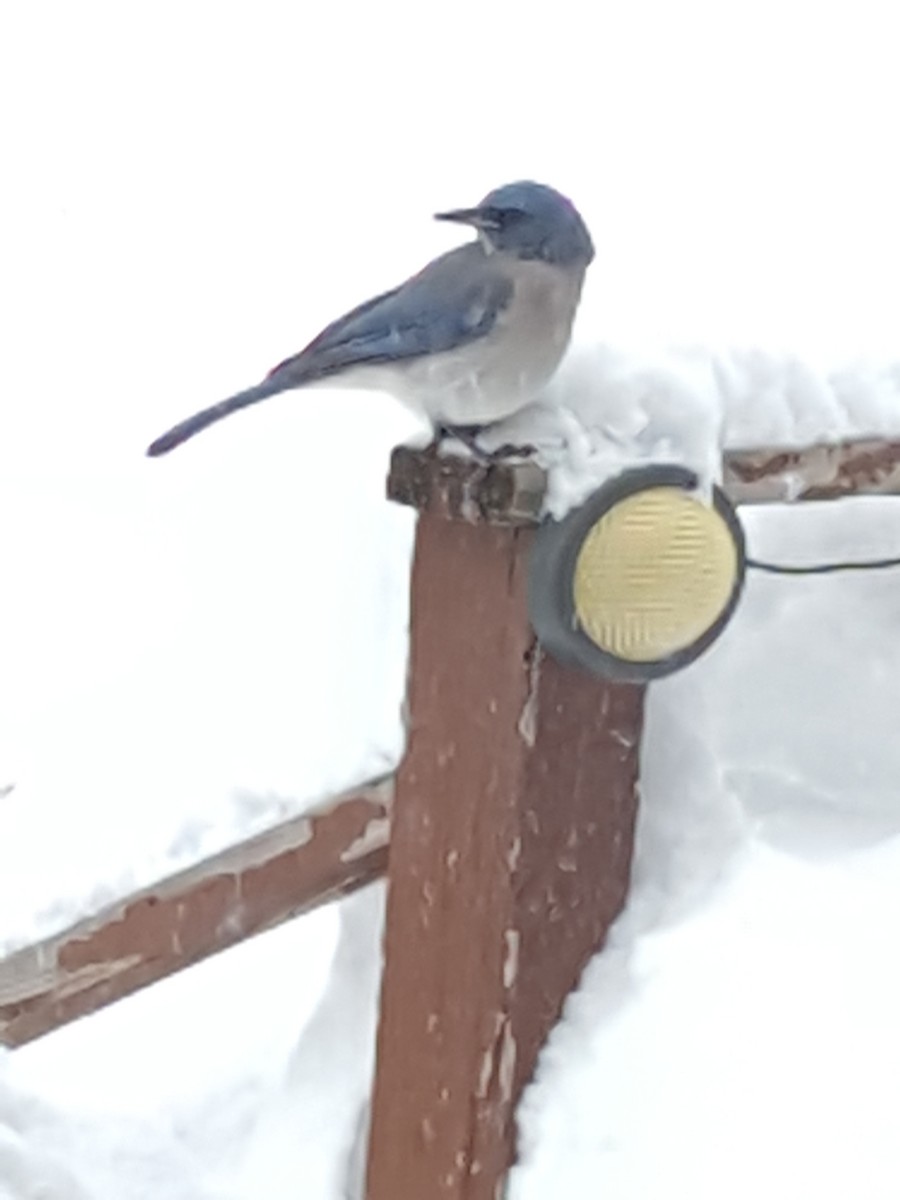 Mexican Jay - ML142056081