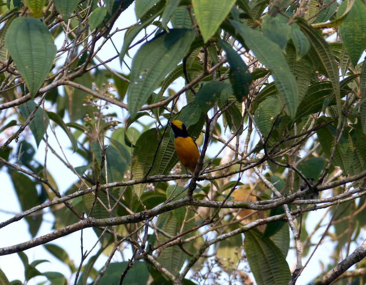 Yellow-crowned Euphonia - Eamon Corbett