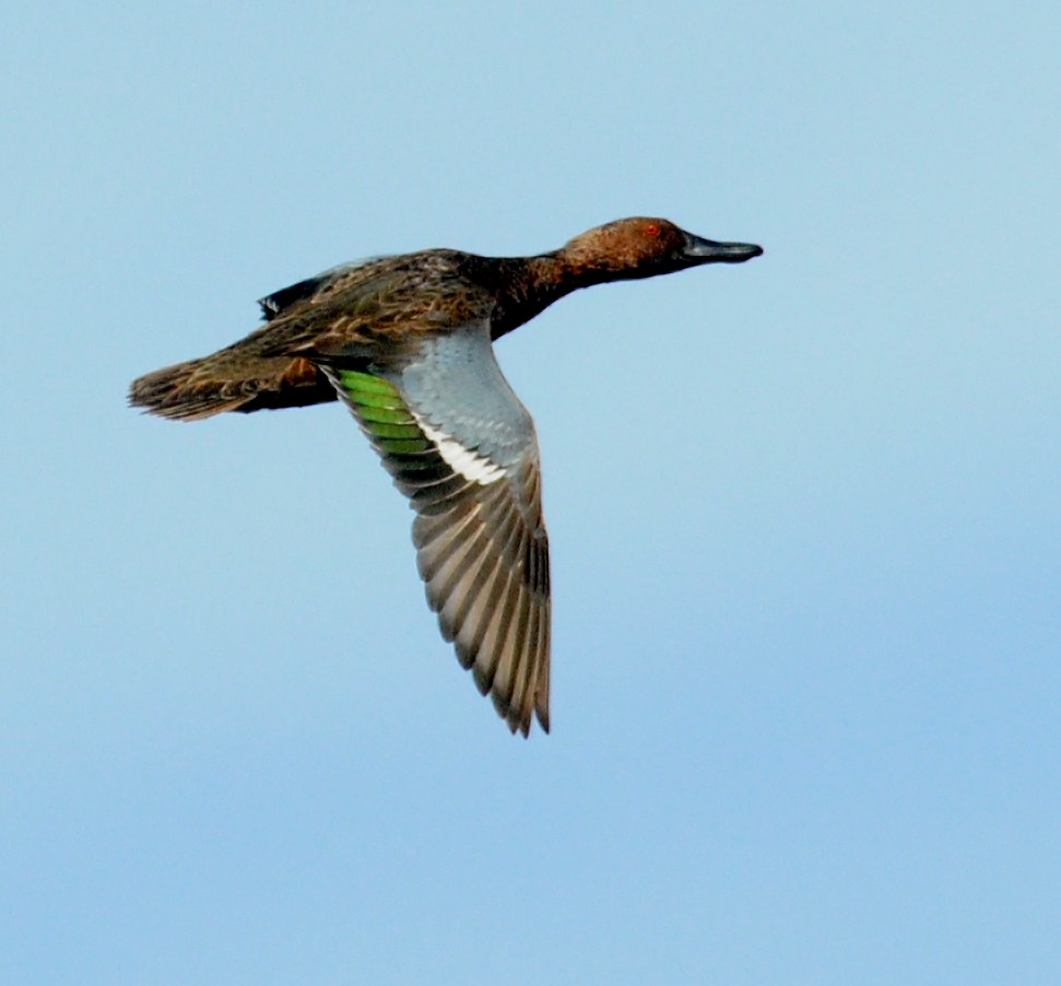 Cinnamon Teal - ML142056931