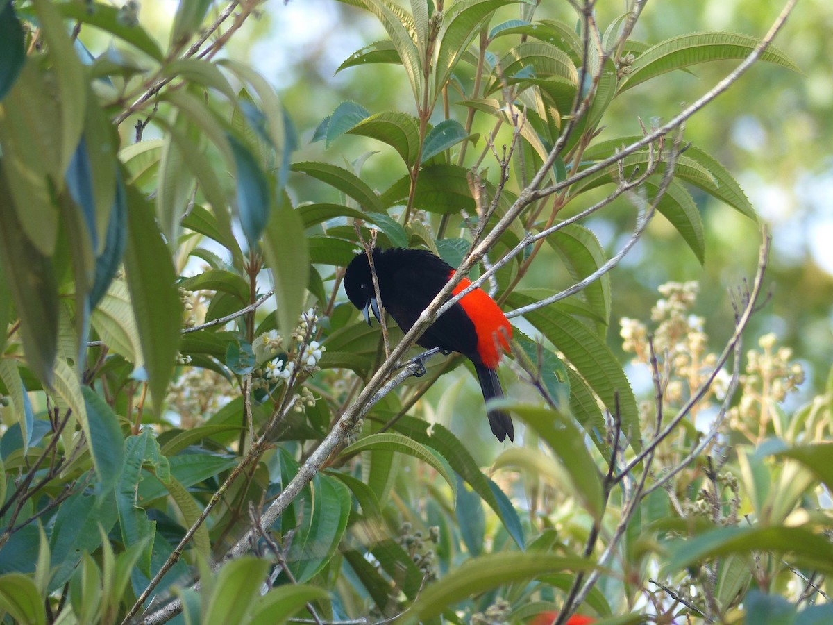 Scarlet-rumped Tanager (Passerini's) - Eamon Corbett