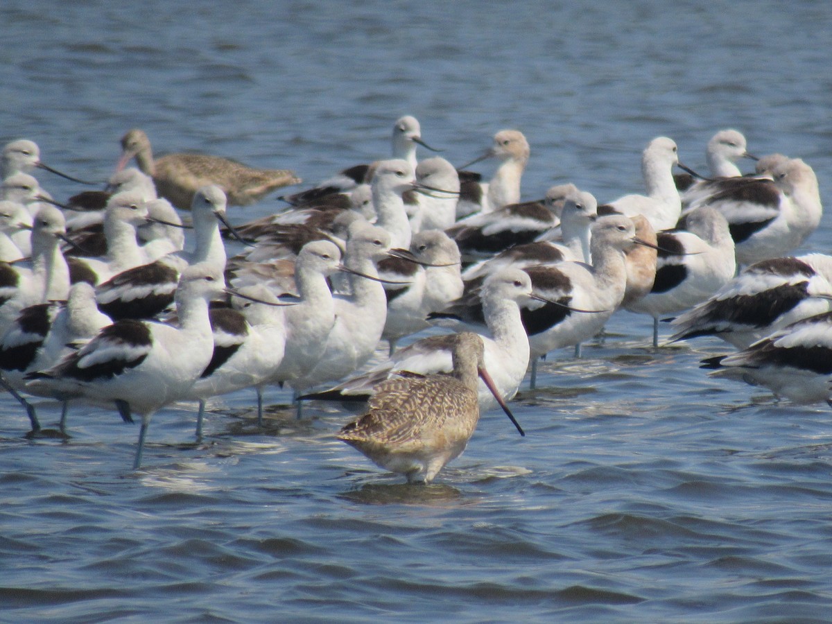 Avocette d'Amérique - ML142057961