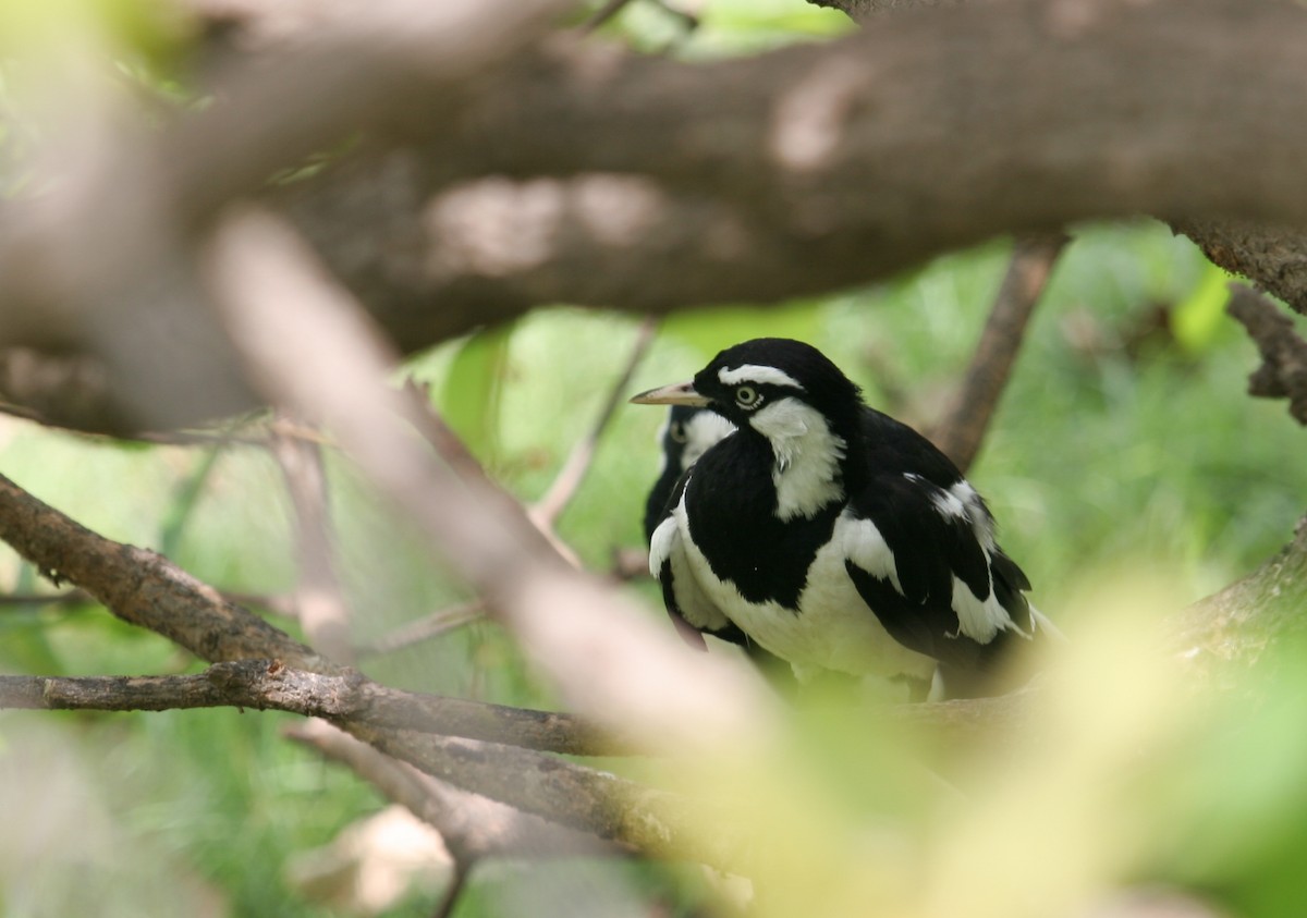 Magpie-lark - ML142058451