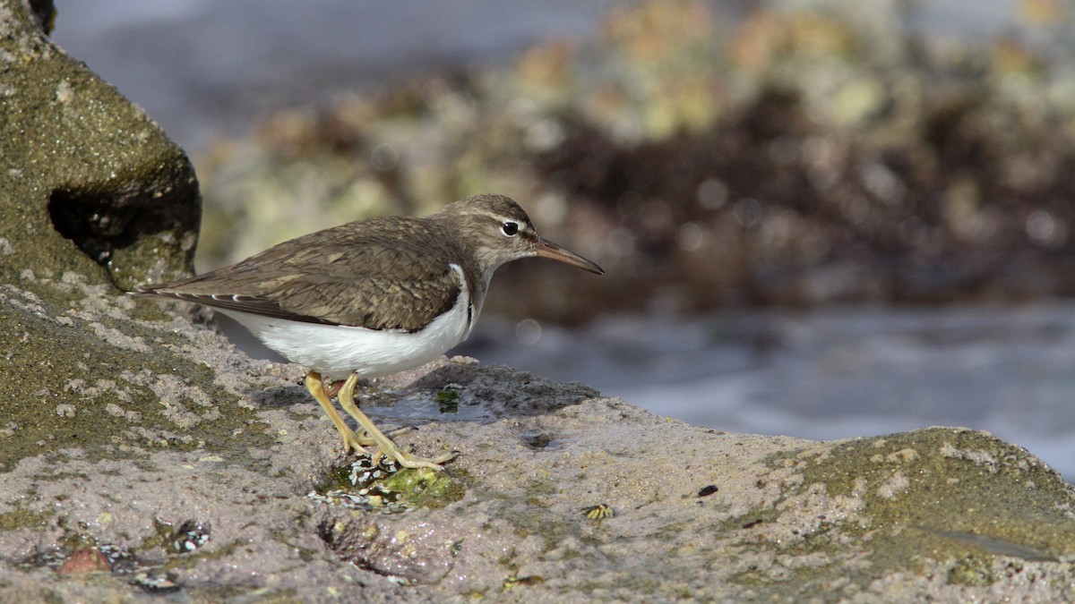 Spotted Sandpiper - Sean Fitzgerald