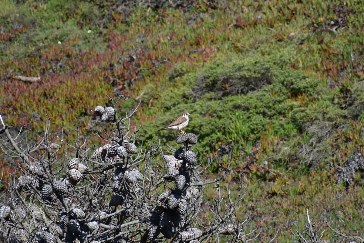 American Kestrel - ML142059531