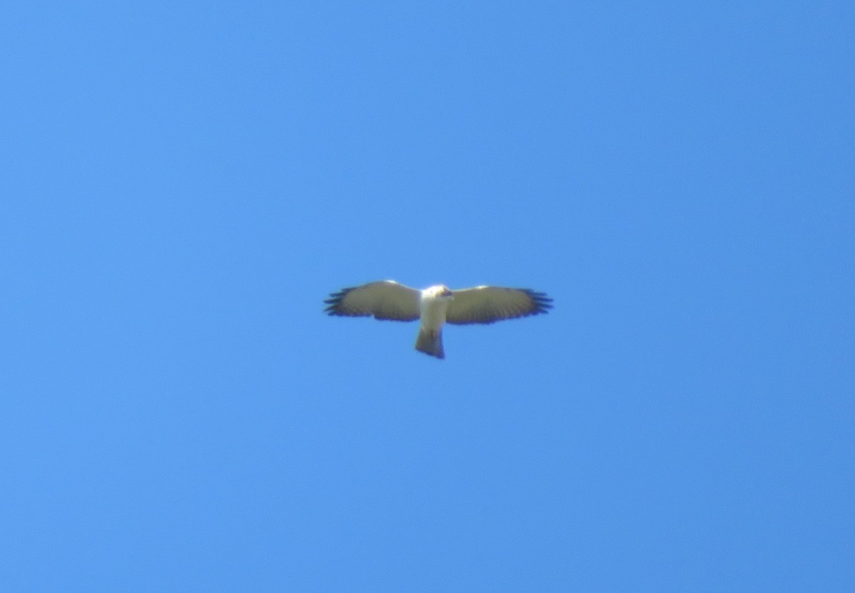 Short-tailed Hawk - ML142060891
