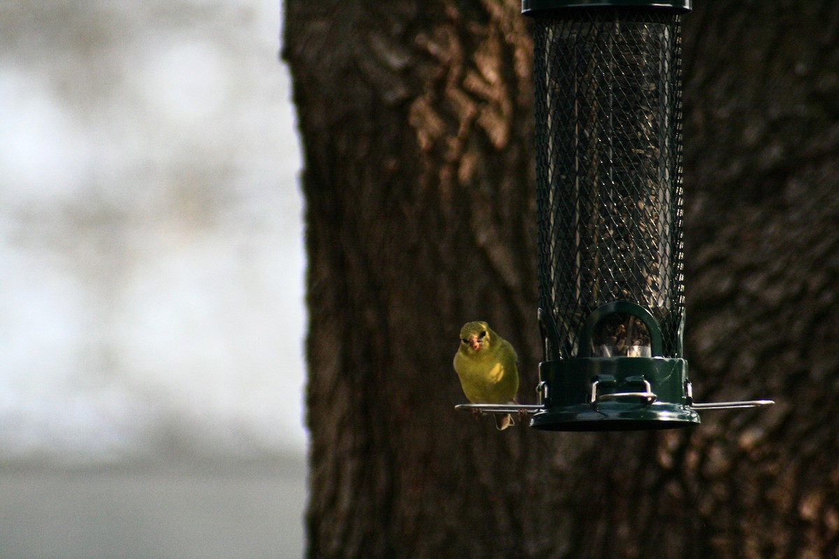 American Goldfinch - ML142061111