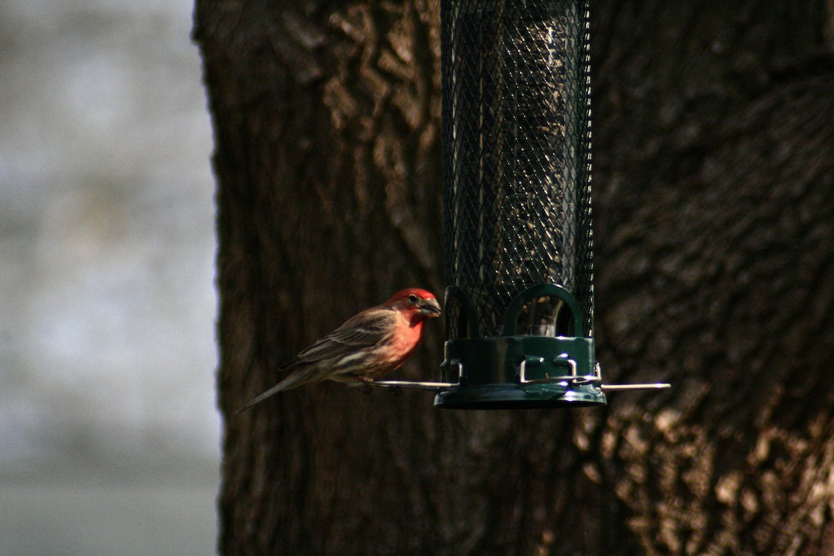 House Finch - ML142061211