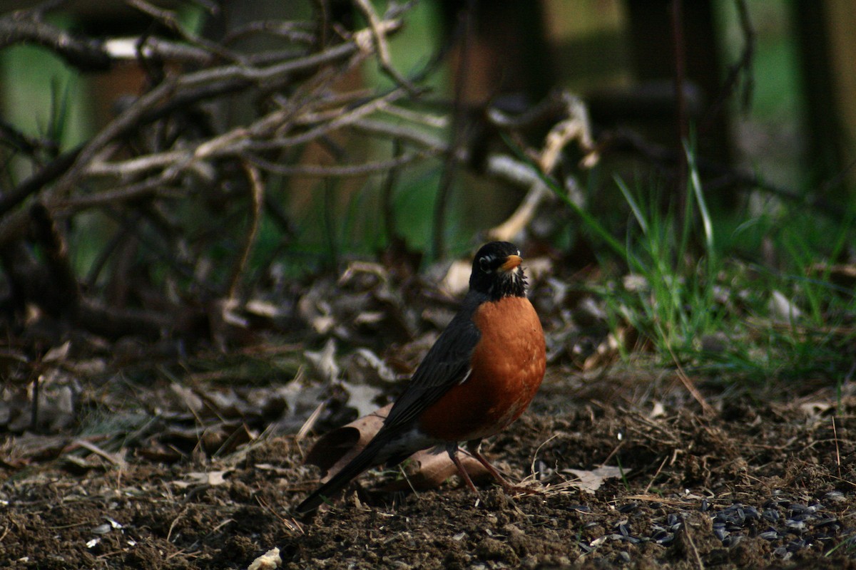 American Robin - ML142061261