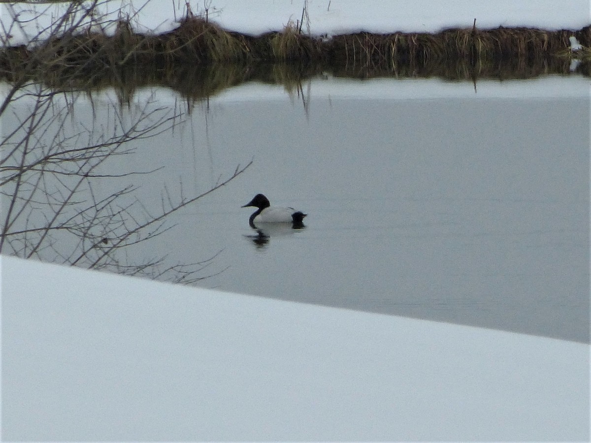 Canvasback - ML142062161