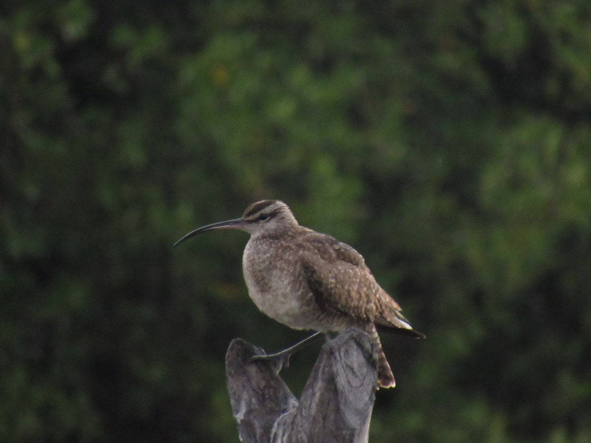 Whimbrel - ML142064361