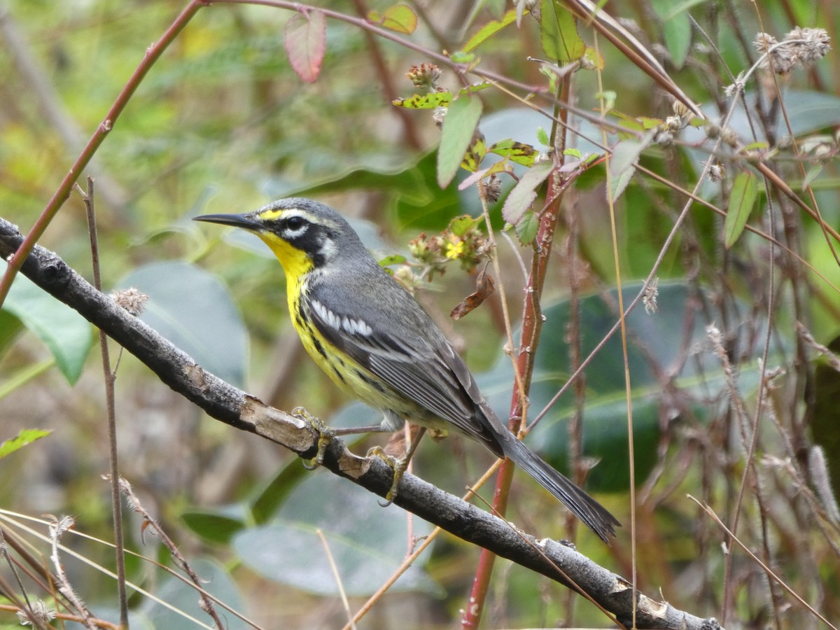 Bahama Warbler - Elwood Bracey