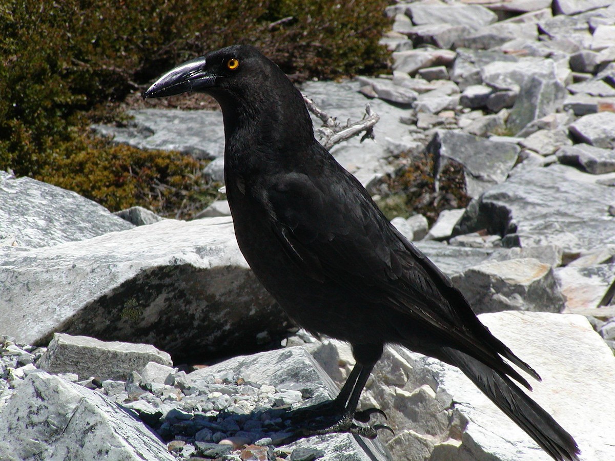 Black Currawong - ML142065481