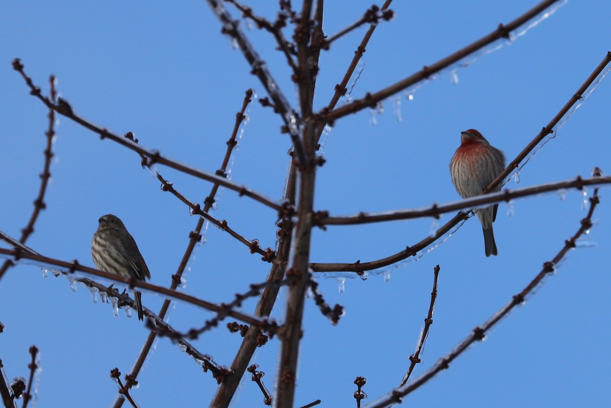 House Finch - ML142065801