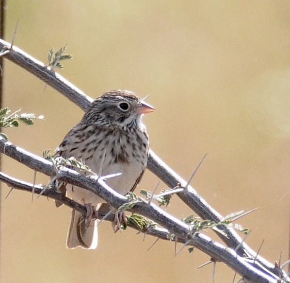 Vesper Sparrow - ML142066461