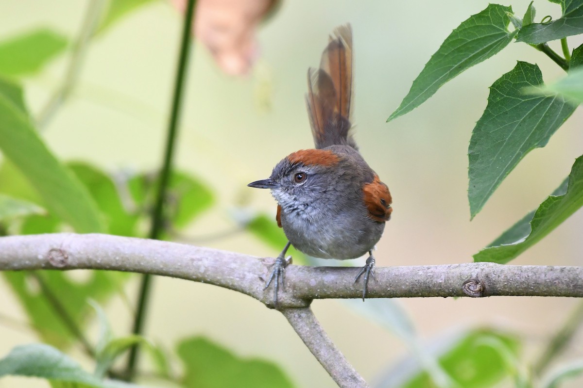 Azara's Spinetail - ML142066571