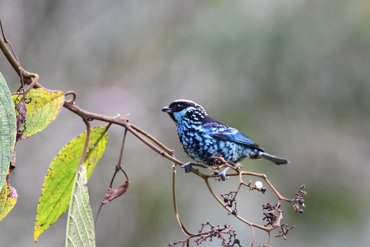 Beryl-spangled Tanager - ML142066651