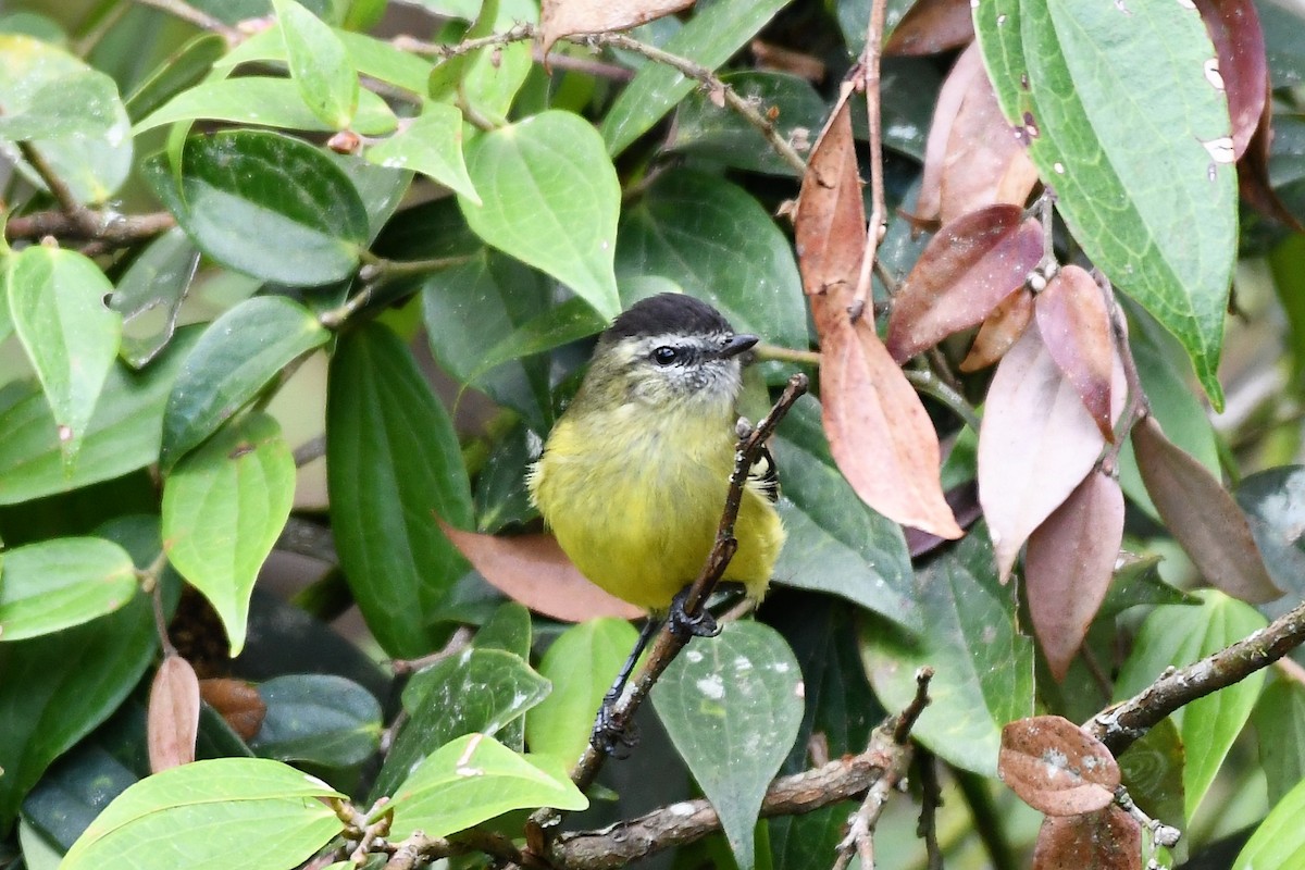 Black-capped Tyrannulet - ML142066841