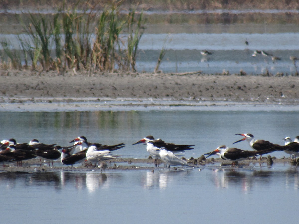 Black Skimmer - ML142067411