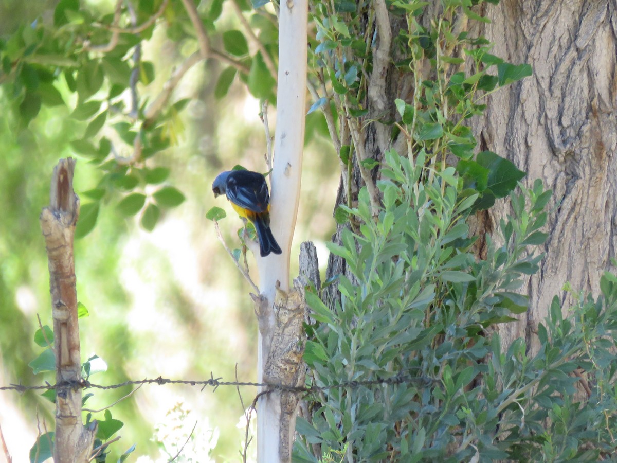 Blue-and-yellow Tanager - ML142069381