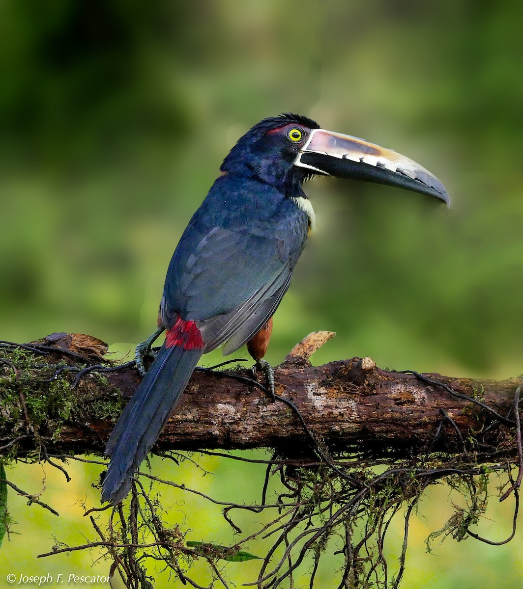 Collared Aracari - ML142072361