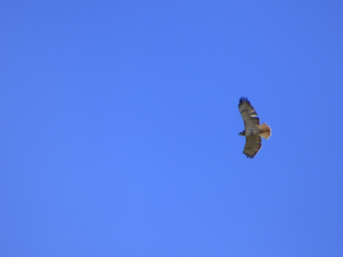 Red-tailed Hawk - ML142072371