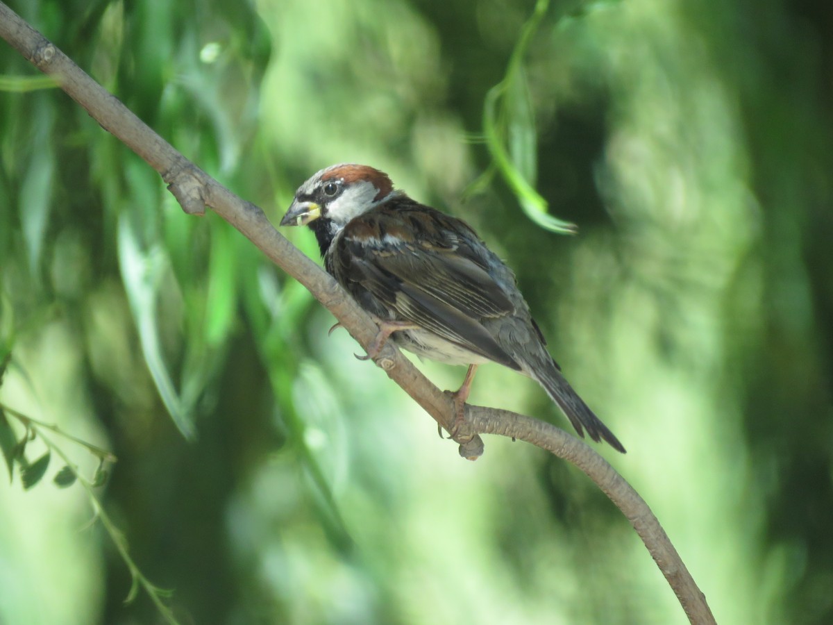 House Sparrow - ML142073461