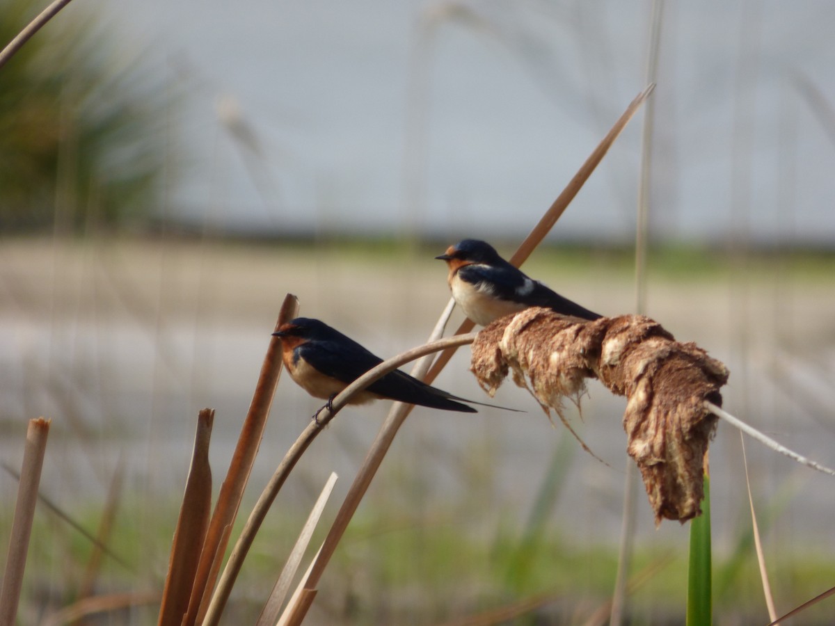 Golondrina Común - ML142073591