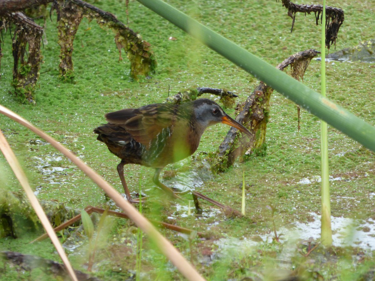 Virginia Rail - ML142073791