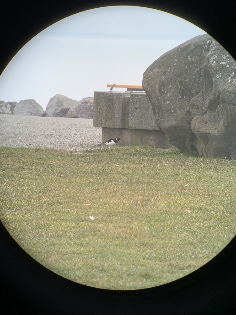 Eurasian Oystercatcher - ML142075211