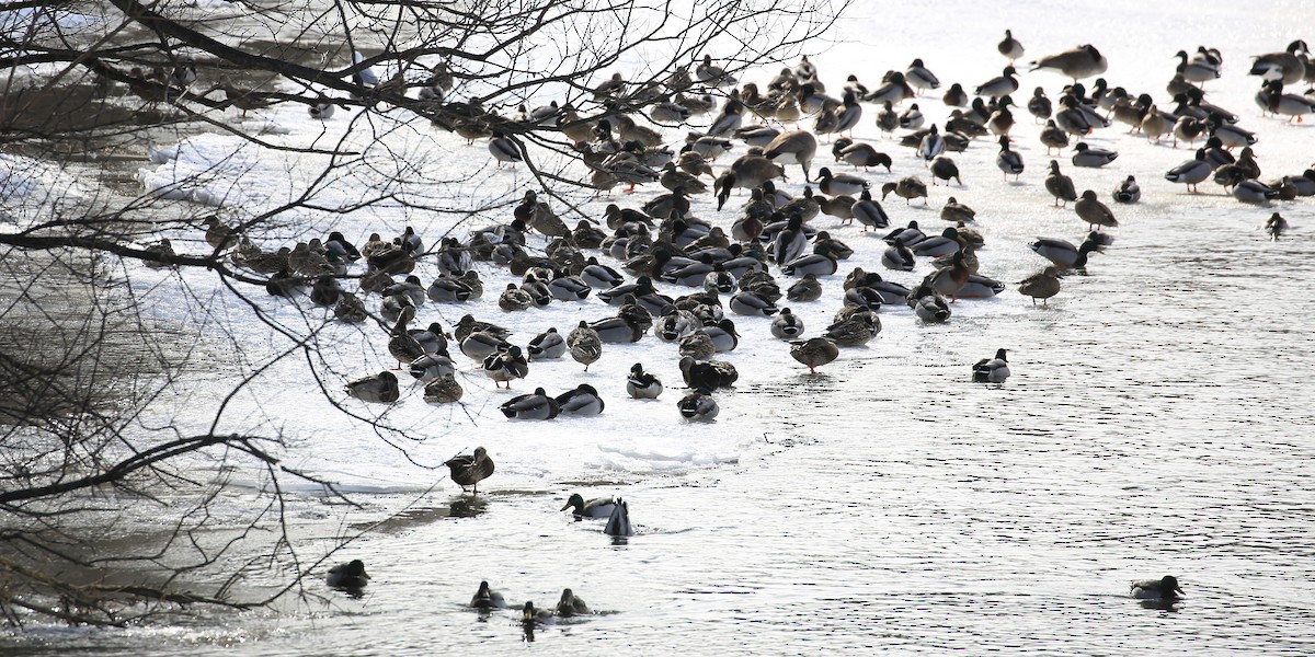 Canard colvert - ML142075241