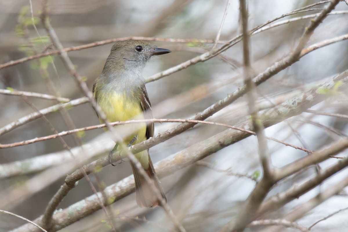 Great Crested Flycatcher - ML142075551