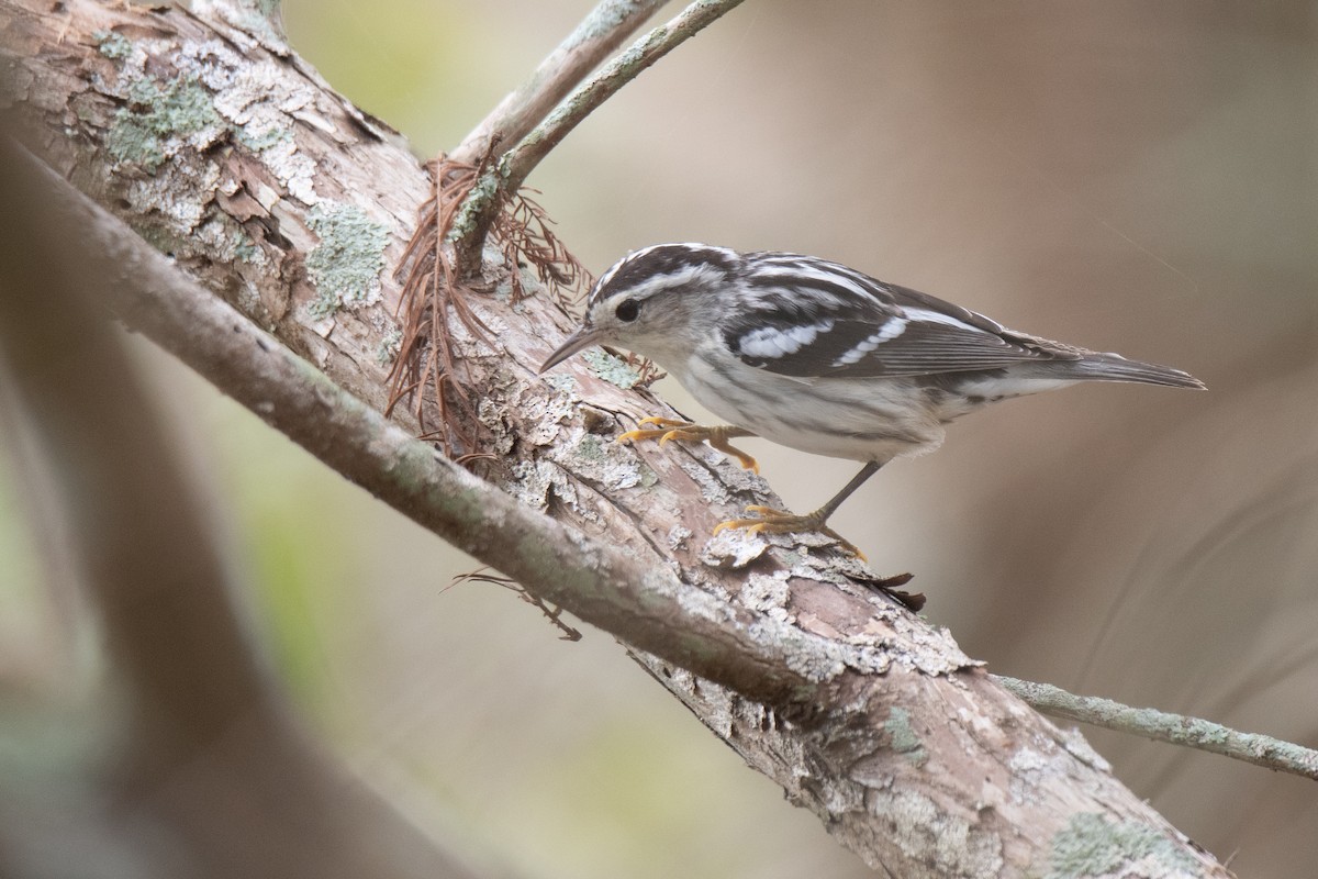 Black-and-white Warbler - ML142075741