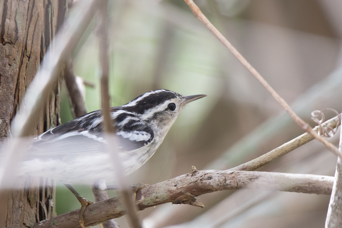 Black-and-white Warbler - ML142075791