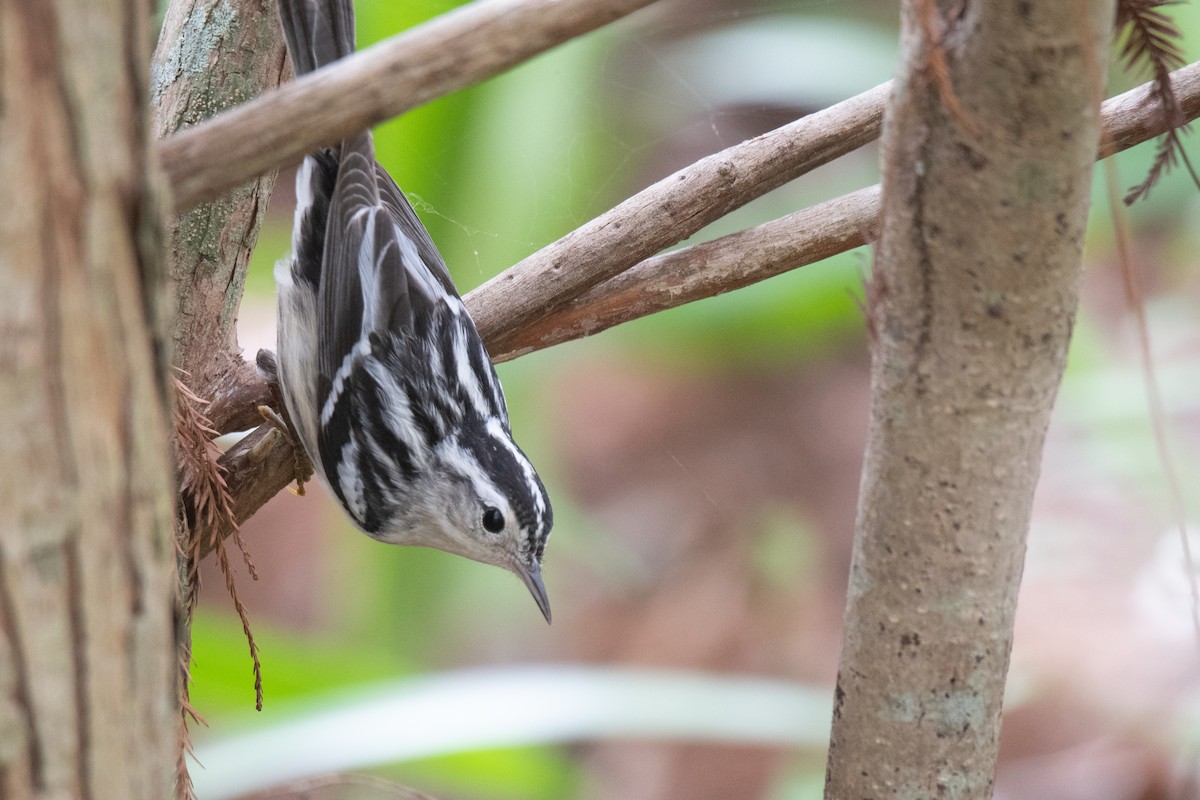 Black-and-white Warbler - ML142075801