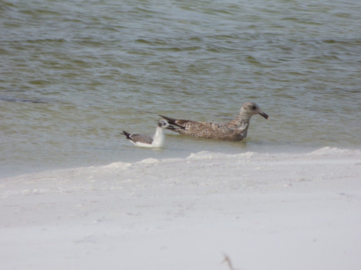 Franklin's Gull - ML142075841